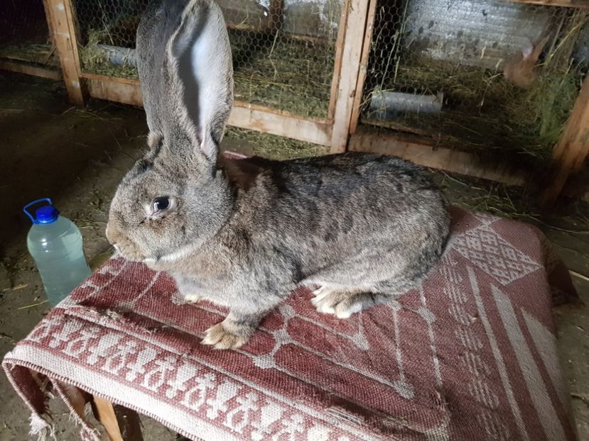  - Revenim printre cuniculicultori