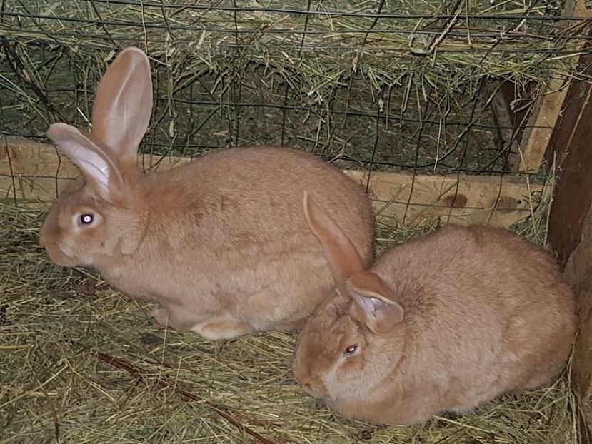  - Revenim printre cuniculicultori