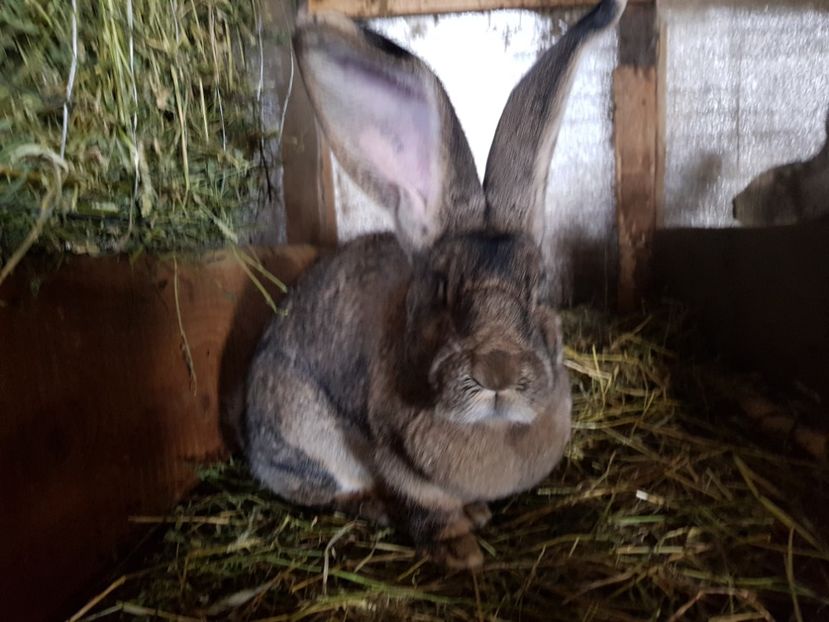  - Revenim printre cuniculicultori