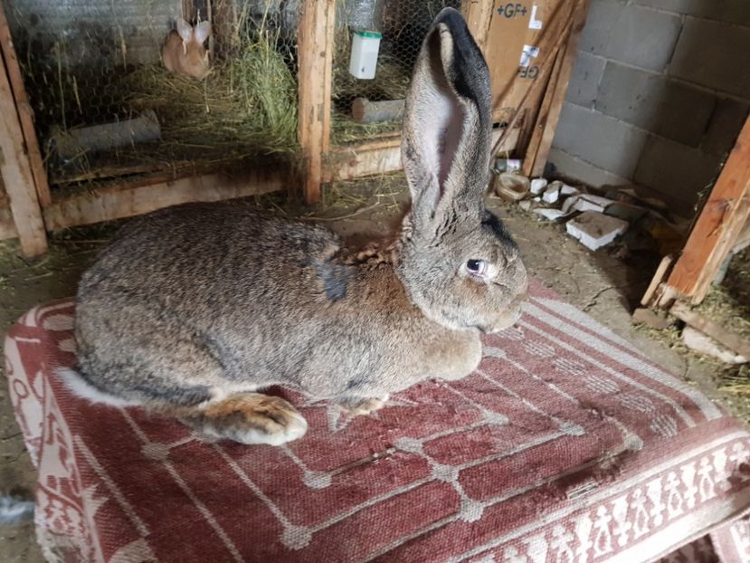  - Revenim printre cuniculicultori