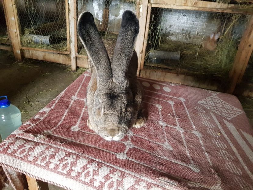  - Revenim printre cuniculicultori