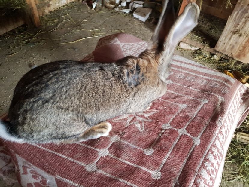  - Revenim printre cuniculicultori