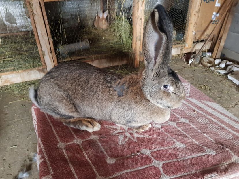  - Revenim printre cuniculicultori