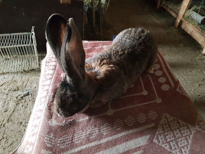  - Revenim printre cuniculicultori