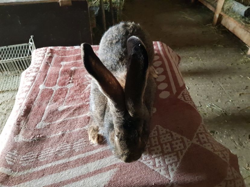  - Revenim printre cuniculicultori