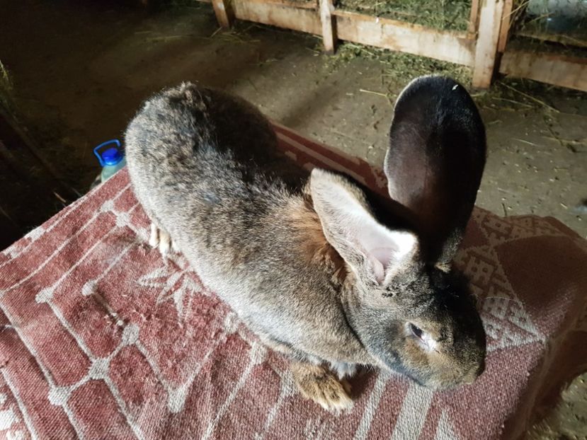  - Revenim printre cuniculicultori