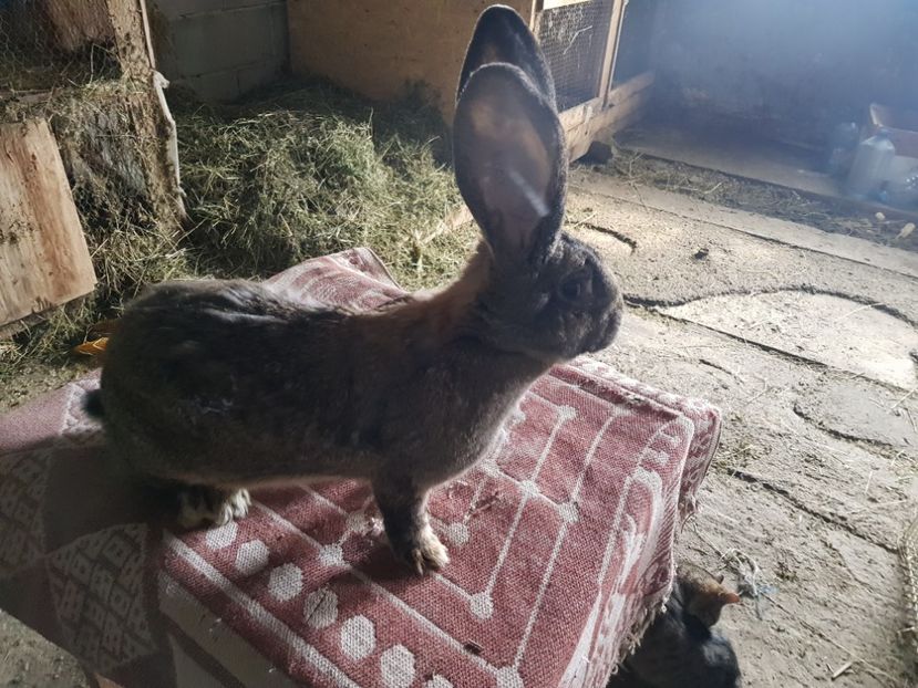  - Revenim printre cuniculicultori