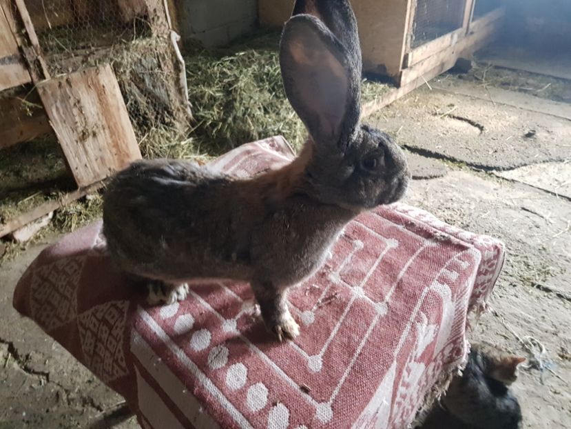  - Revenim printre cuniculicultori