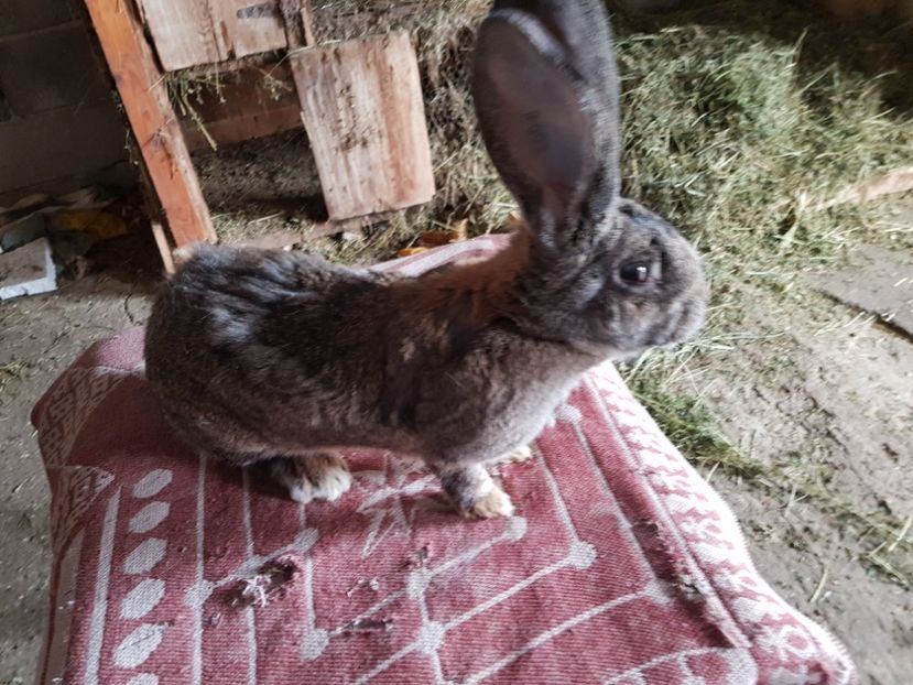  - Revenim printre cuniculicultori