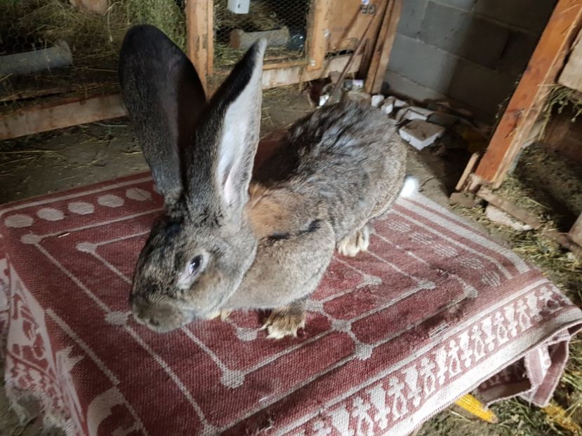  - Revenim printre cuniculicultori