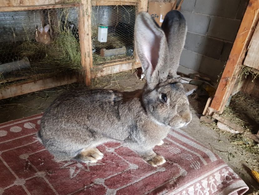  - Revenim printre cuniculicultori