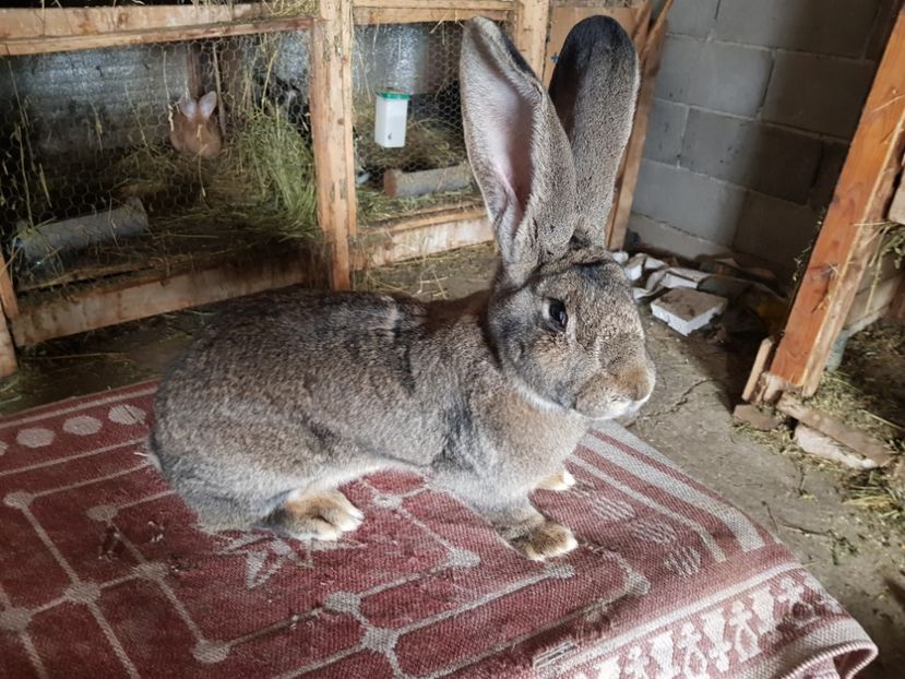  - Revenim printre cuniculicultori