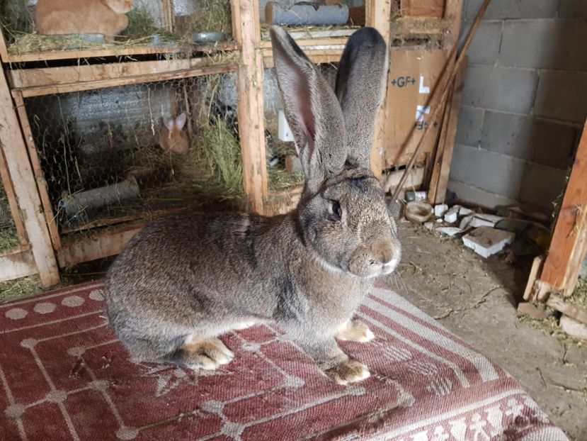  - Revenim printre cuniculicultori