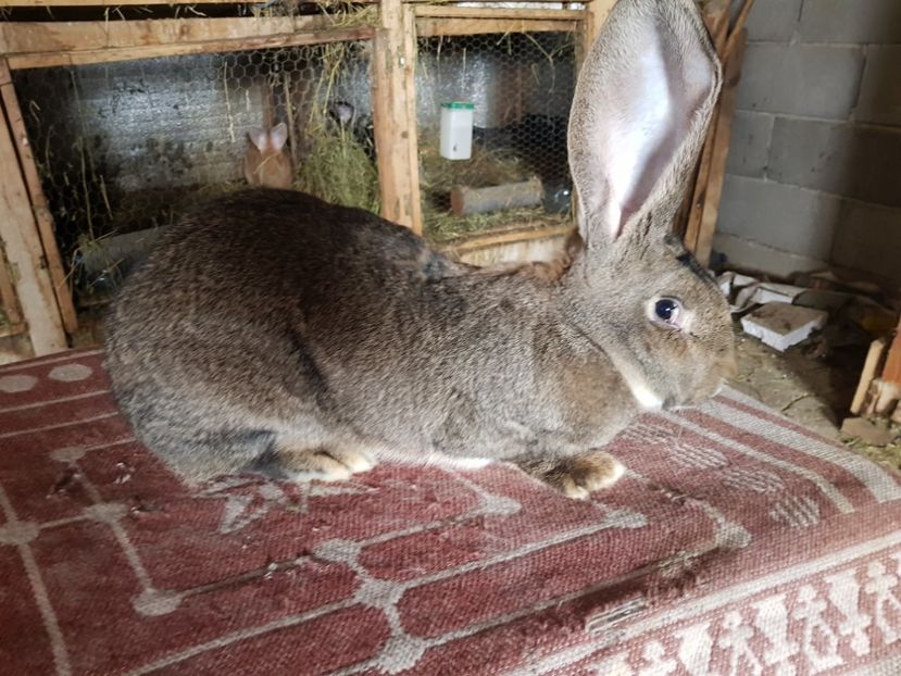  - Revenim printre cuniculicultori