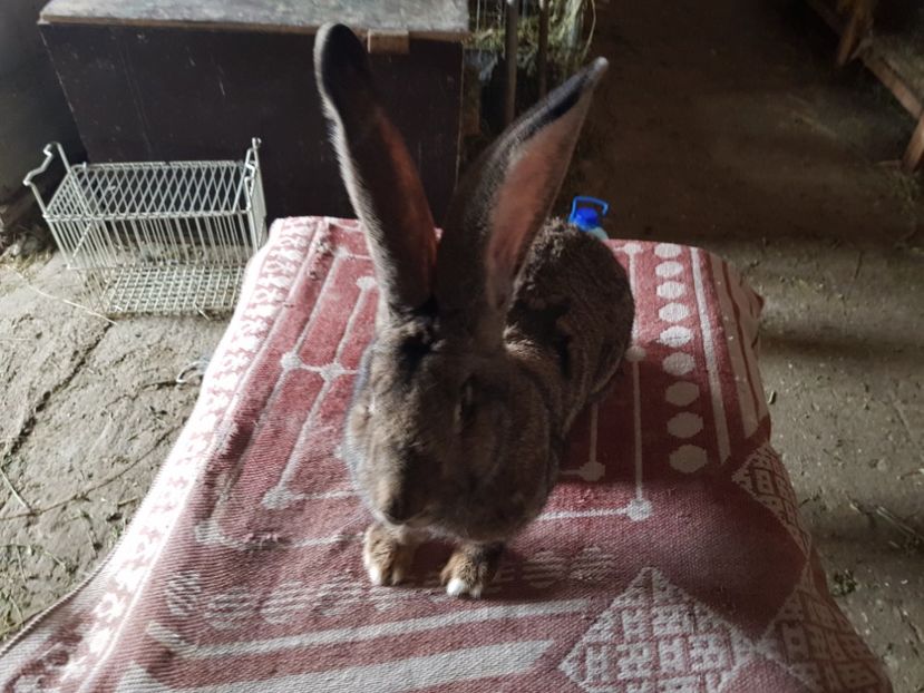  - Revenim printre cuniculicultori