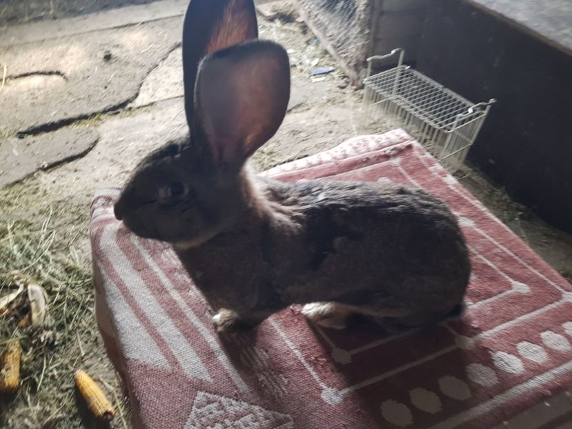  - Revenim printre cuniculicultori