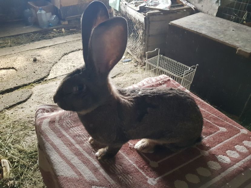  - Revenim printre cuniculicultori