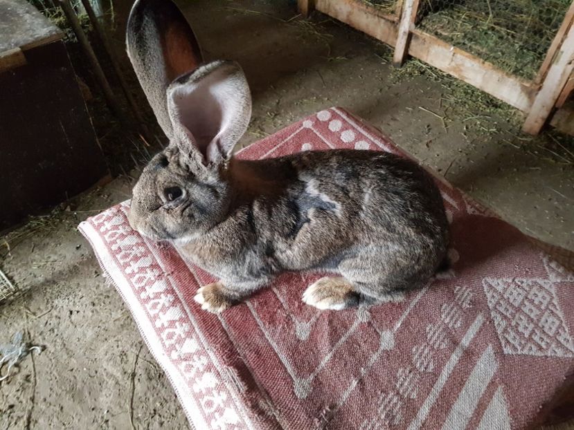  - Revenim printre cuniculicultori