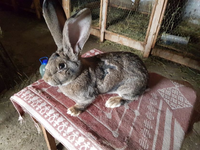  - Revenim printre cuniculicultori