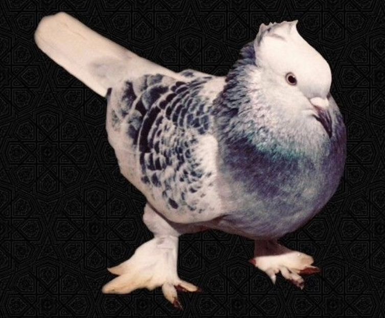 As vrea s-a Cumpar mascul Takla - As vrea s-a Cumpar !!!