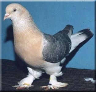 Cumpar - As vrea s-a Cumpar !!!