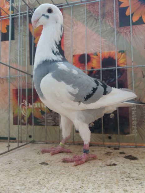  - A 0 GERMANI DE FRUMUSETE MATCA 2018 MASCULI SI FEMELE