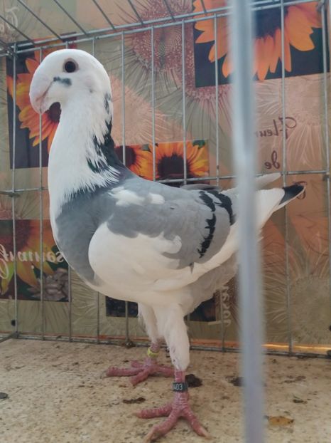  - A 0 GERMANI DE FRUMUSETE MATCA 2018 MASCULI SI FEMELE