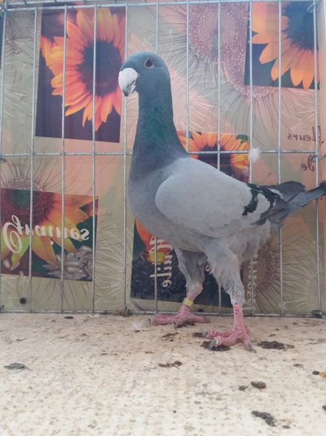  - A 0 GERMANI DE FRUMUSETE MATCA 2018 MASCULI SI FEMELE