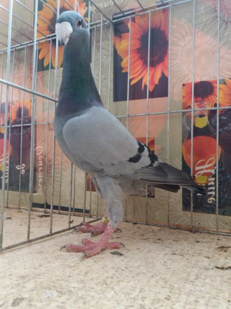  - A 0 GERMANI DE FRUMUSETE MATCA 2018 MASCULI SI FEMELE