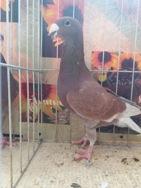  - A 0 GERMANI DE FRUMUSETE MATCA 2018 MASCULI SI FEMELE