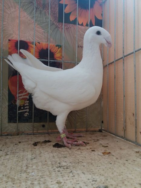  - A 0 GERMANI DE FRUMUSETE MATCA 2018 MASCULI SI FEMELE