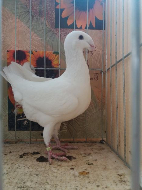  - A 0 GERMANI DE FRUMUSETE MATCA 2018 MASCULI SI FEMELE