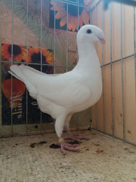  - A 0 GERMANI DE FRUMUSETE MATCA 2018 MASCULI SI FEMELE