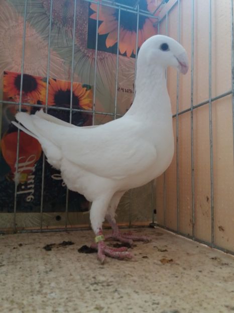  - A 0 GERMANI DE FRUMUSETE MATCA 2018 MASCULI SI FEMELE