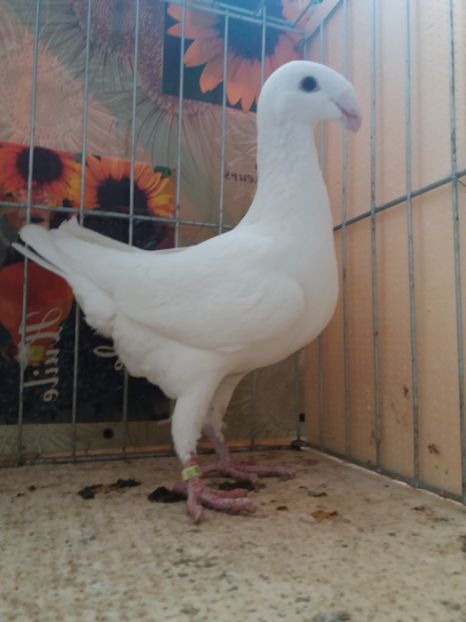  - A 0 GERMANI DE FRUMUSETE MATCA 2018 MASCULI SI FEMELE