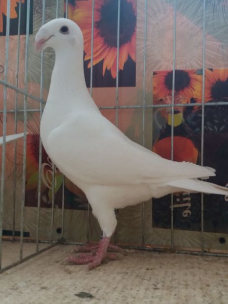  - A 0 GERMANI DE FRUMUSETE MATCA 2018 MASCULI SI FEMELE