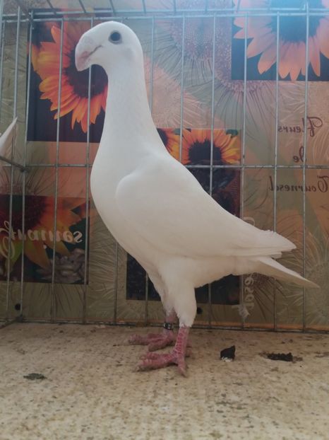  - A 0 GERMANI DE FRUMUSETE MATCA 2018 MASCULI SI FEMELE