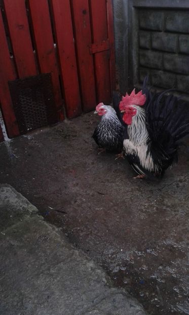 IMG-20180223-WA0009 - chabo cocos