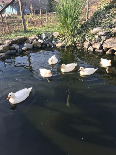  - VANZARI-SCHIMBURI-CUMPARARI