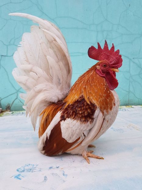 IMG-20180221-WA0002 - chabo cocos