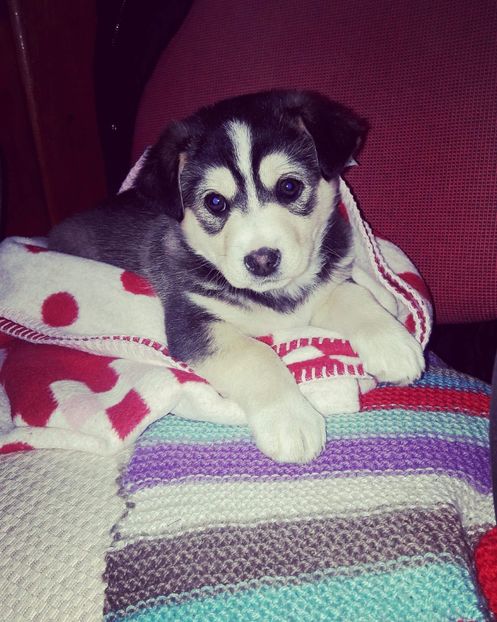 Pansy acasa la noii stapani :) - AAAAAAAAA__DIVA_OSMI URMASUL LUI OSMAN IN MEMORIAM
