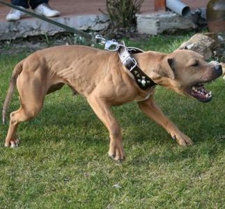 med_55bf2868af806 - cateva exemplare din cea mai buna canisa