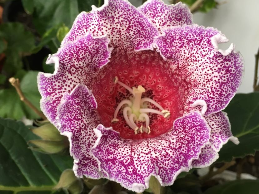 Dotted Blue - Gloxinii 2018