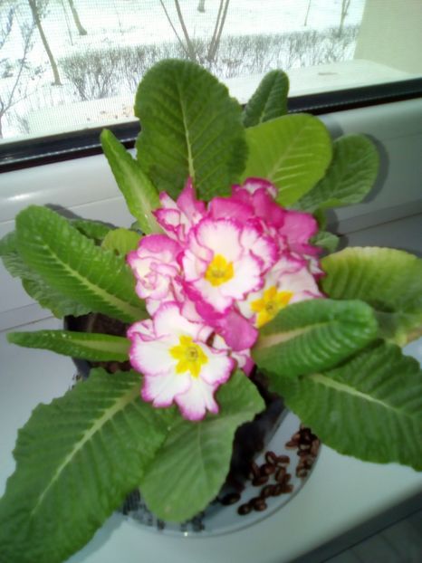 Primula acaulis Hethor Rosa Flame - 3 Eu si florile mele