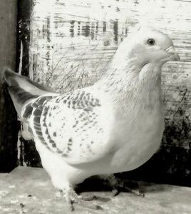 109943256_VCQCAPZ - - A - CRESCATOR POLIVALENT