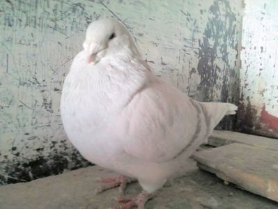 108862208_AZNGPWS - - A - CRESCATOR POLIVALENT