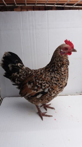 vanduta - De vanzare gainuse mi de flori