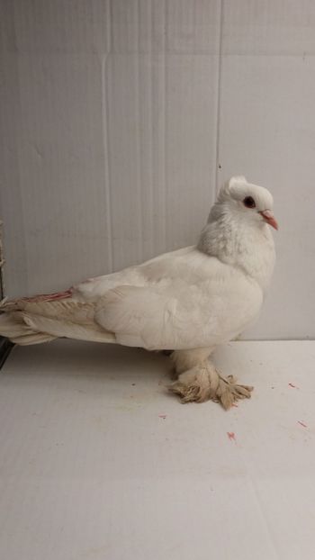 F 2017 - Por tapalagosi