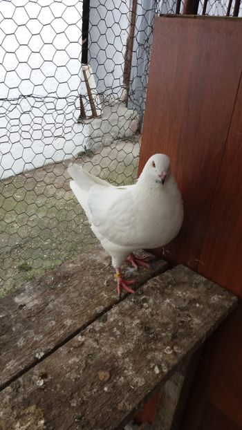 M 2017 vandut - De vanzare kingi