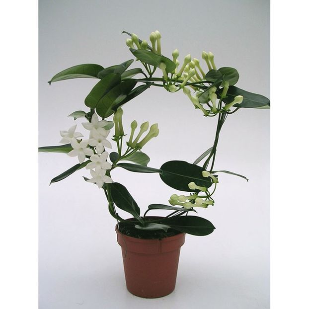 Stephanotis floribunda - Stephanotis floribunda - Iasomia de Madagascar